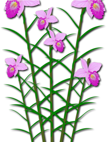 Orchid Clipart Dendrobium - ตัด ปะ (640x480)