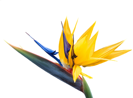 Caudata, Flower, Bird Of Paradise Flower - Transparent Bird Of Paradise Flower Clip Art (491x340)