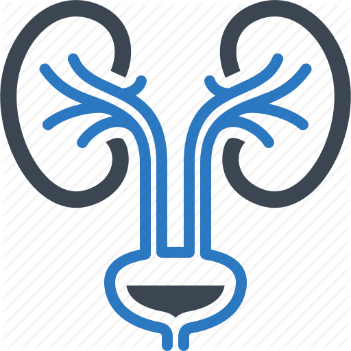 Urology Png Clipart Urology Medicine Surgery - Urology Png (512x512)