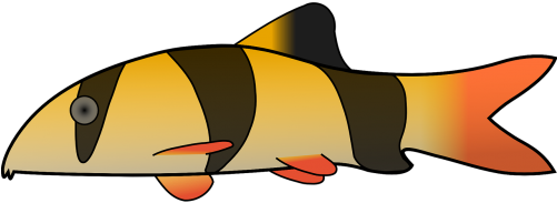 Vector Graphics - Clown Loach Transparent Background (500x250)