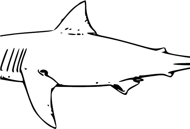 Shark Clipart Watercolor - Shark Drawing Black And White (641x435)