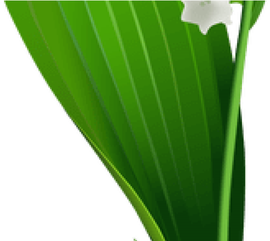 Lily Clipart Valley Border - Flower (640x480)