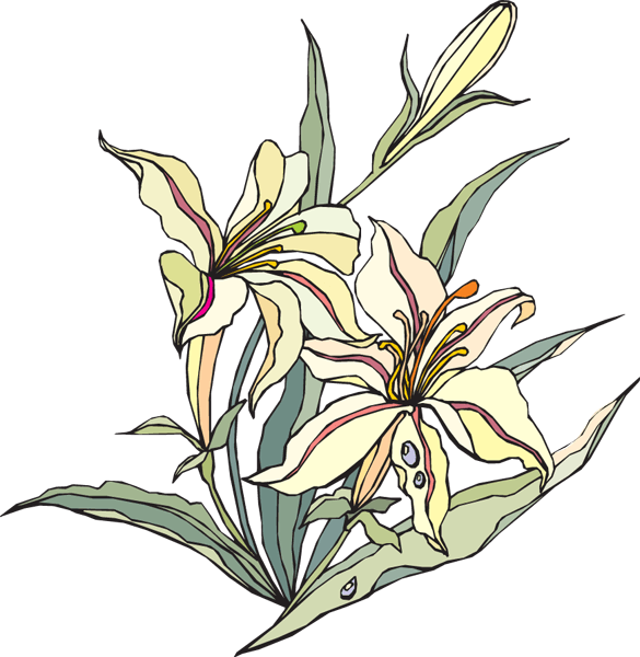 Lily Of The Valley Clipart - Clip Art (585x600)