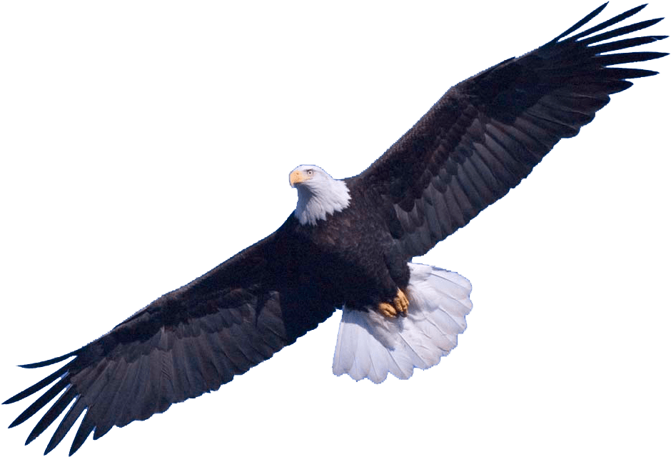Bald Eagle Png (979x682)
