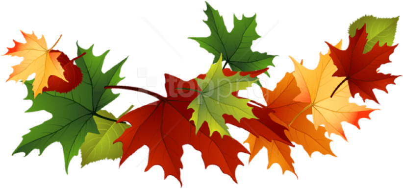 Free Png Download Fall Transparent Leaves Clipart Png - Transparent Fall Leaves Clip Art (850x431)