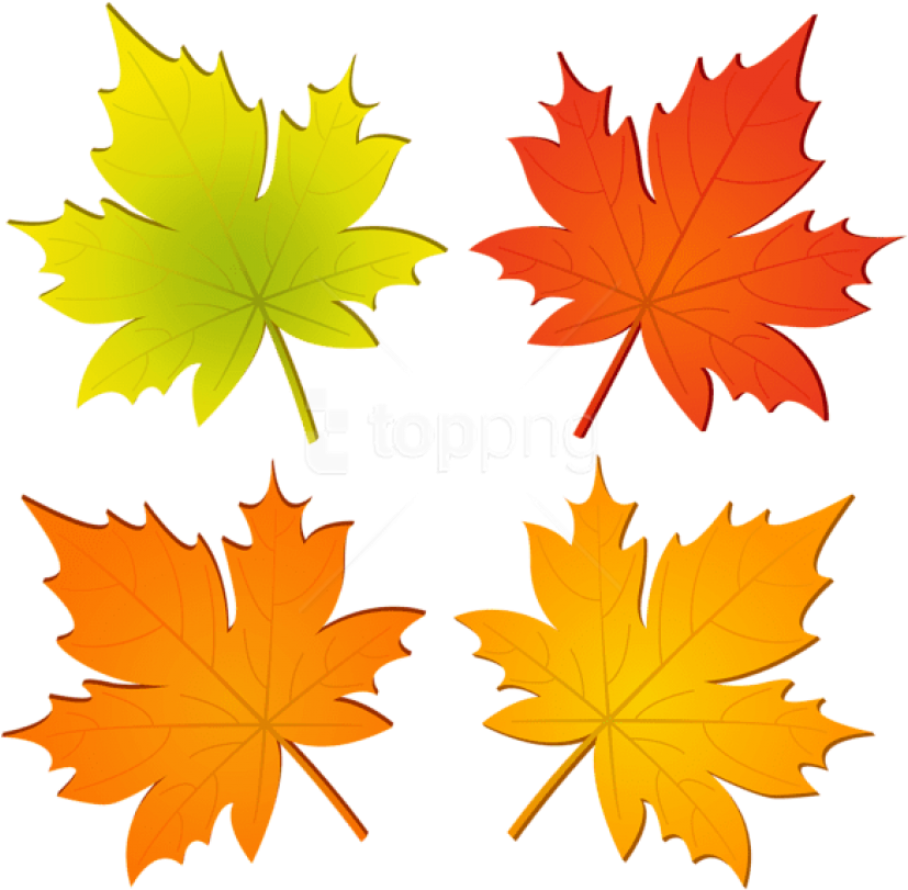 Free Png Download Set Of Autumn Leaves Png Clipart - Maple Leaf (850x826)