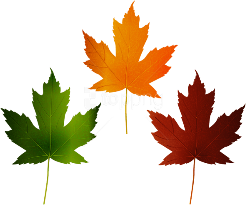 Download Autumn Leaves Set Clipart Png Photo - Portable Network Graphics (850x707)