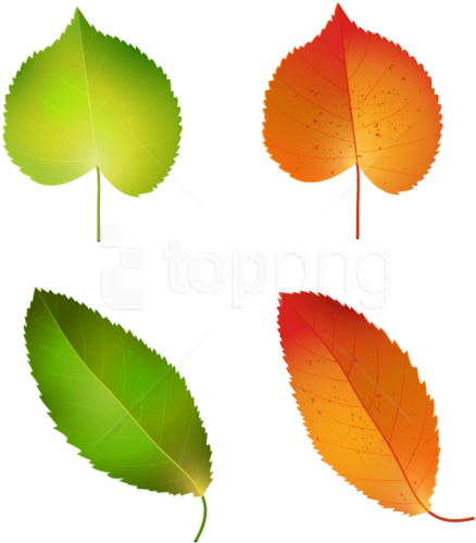 Download Autumn Leaves Set Clipart Png Photo - Illustration (480x525)