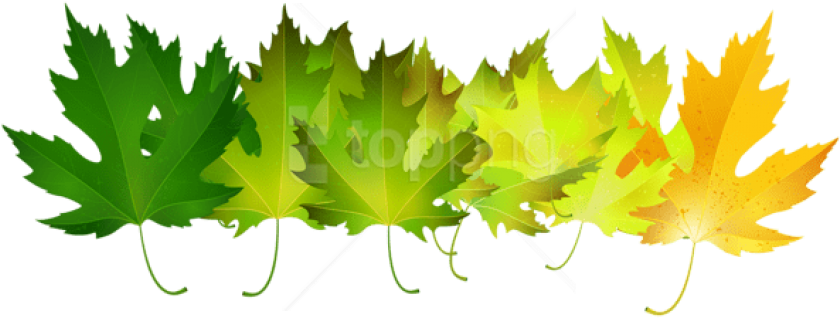 Free Png Download Green Autumn Leaves Transparent Clipart - Green Fall Leaves Png (850x322)