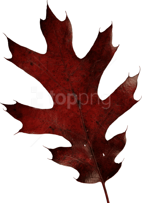 Free Png Download Autumn Leaves Clipart Png Photo Png - Oak Leaf Transparent Png (480x686)