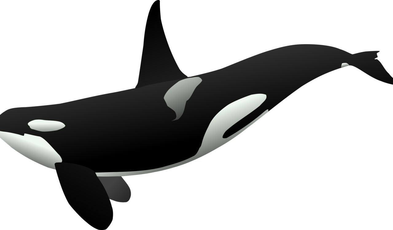 Frightening Shamu Clipart Cartoon Free Download Clip - Orca Clipart (1280x750)