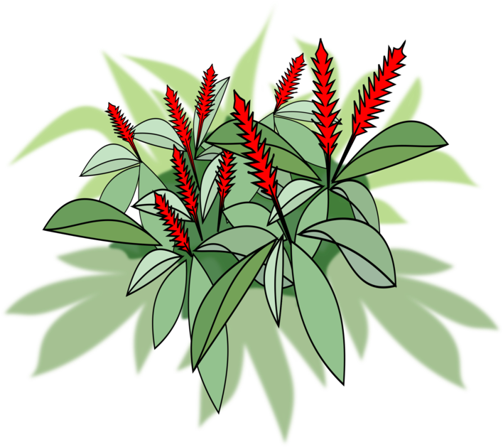 750 X 750 2 - Ginger Plant Clip Art (750x750)