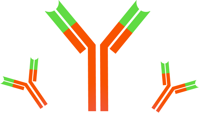 Clip Art Trellis Technology All Of - Antibody Clipart (670x382)
