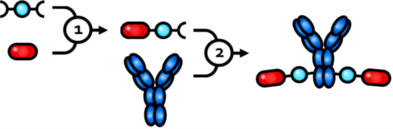 Building An Antibody Drug Conjugate With Lx® Is A Straightforward, - Building An Antibody Drug Conjugate With Lx® Is A Straightforward, (770x253)