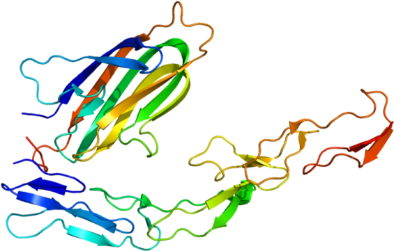 Ox40 Protein Source - Ox40 Protein Source (600x370)