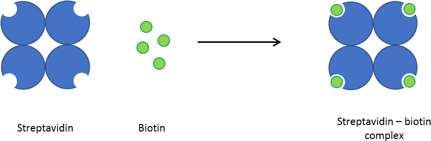 Streptavidin Biotin Interacts Becoming Biotinylated - Streptavidin Biotin Binding (878x298)