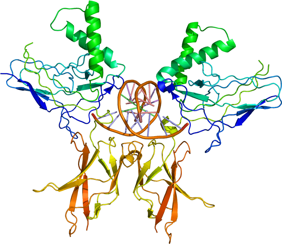 Nf Kb Protein Structure (1010x882)