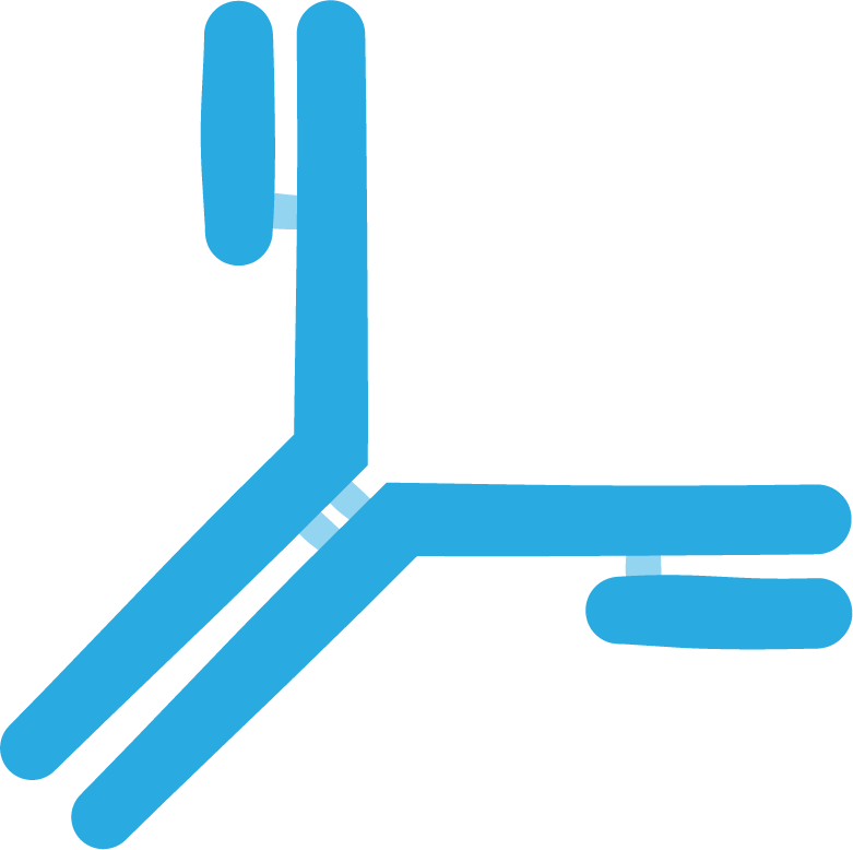 Antibodies Or Igg Is The Simplified Name For Immunoglobulin - Antibodies Or Igg Is The Simplified Name For Immunoglobulin (781x778)