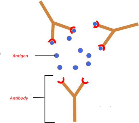 Antibody Antigen , Png Download - Antigene Anticorpo (483x428)