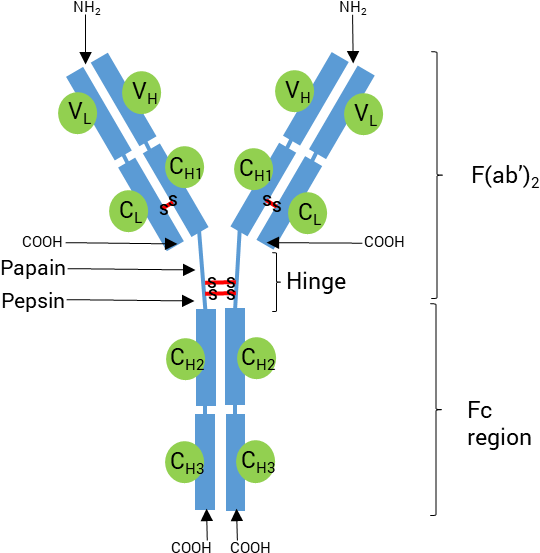 Schematic Structure Of An Antibody - Diagram (590x578)