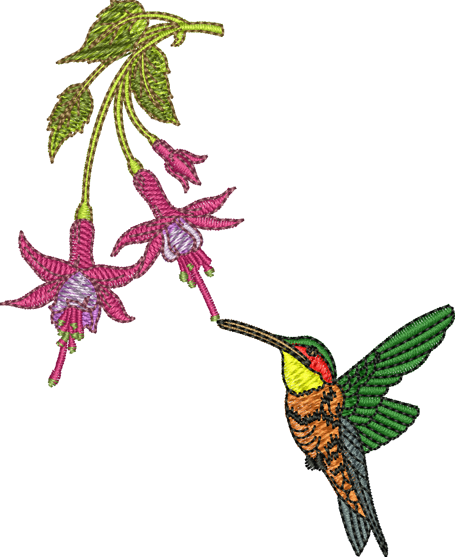 Hummingbird Clipart Embroidery Digitizing - Rufous Hummingbird (911x1116)