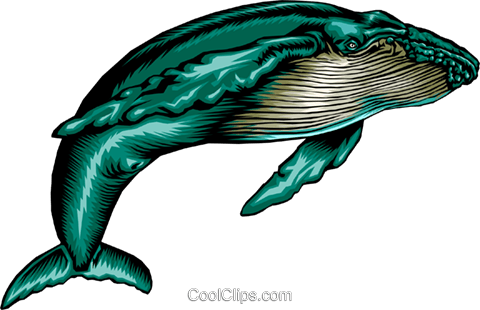 Humpback Whale - Baleia Jubarte Png (480x310)