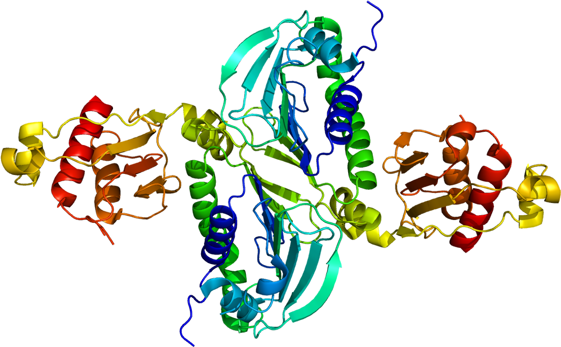 Pms2 - Mlh1 Protein (1151x731)