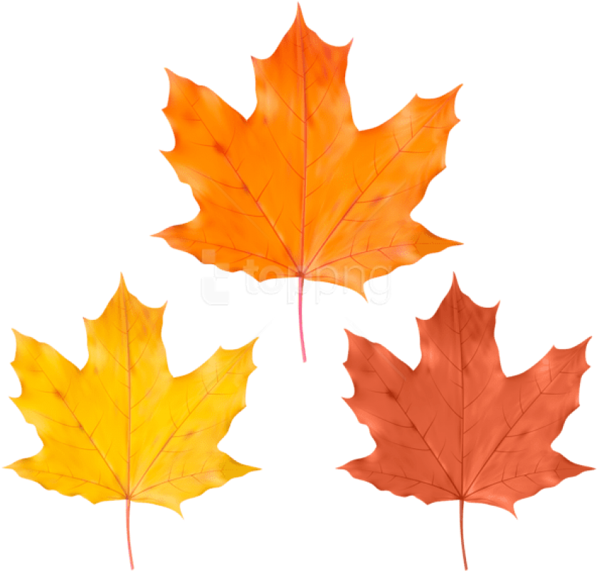 Free Png Download Set Fall Leaves Clipart Png Photo - Maple Leaf (850x807)