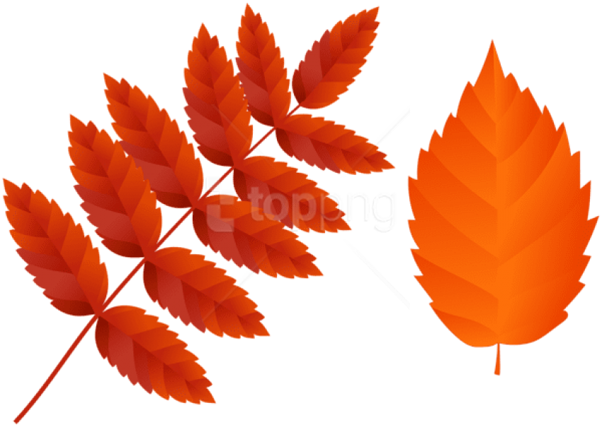 Free Png Download Two Dark Orange Fall Leaves Clipart - Hanfblatt (850x603)