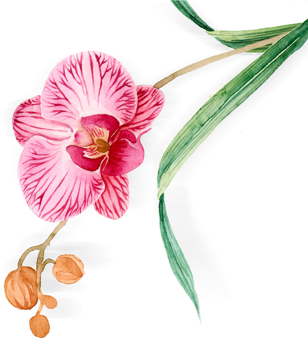 Hand Painted Orchid Watercolor One Plant Png And Psd - Orchids (1181x1181)