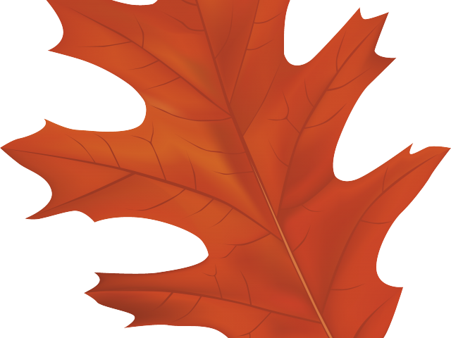 Autumn Leaves Clipart Tree - Red Oak Tree Leaf Clipart (640x480)