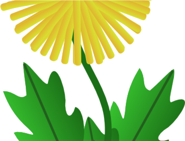 Dandelion Clipart Animated - Dandelion Clip Art (640x480)