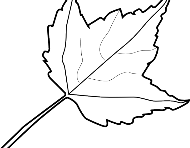 Maple Leaf Clipart 2 Leaves - Leaves Black And White (640x480)