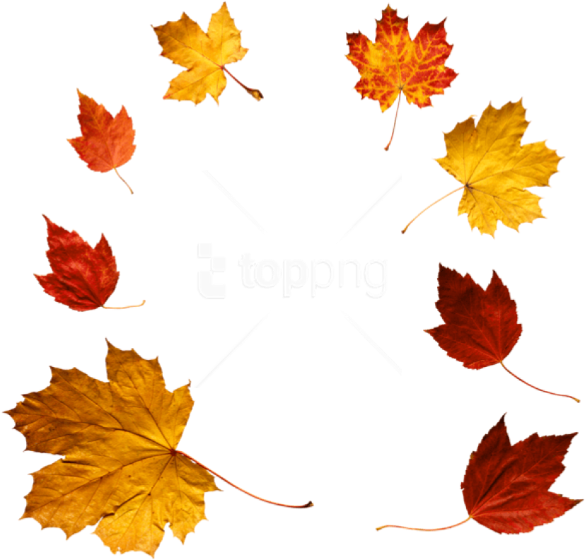 Free Png Download Autumn Leaves Clipart Png Photo Png - Leaves Png File (850x812)