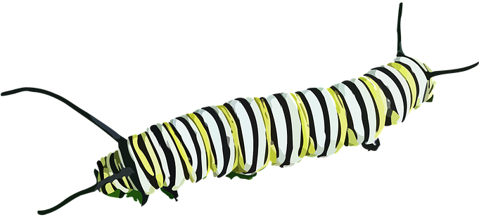 Caterpillar, Insect, Butterfly, Nature - Caterpillar Transparent (680x340)