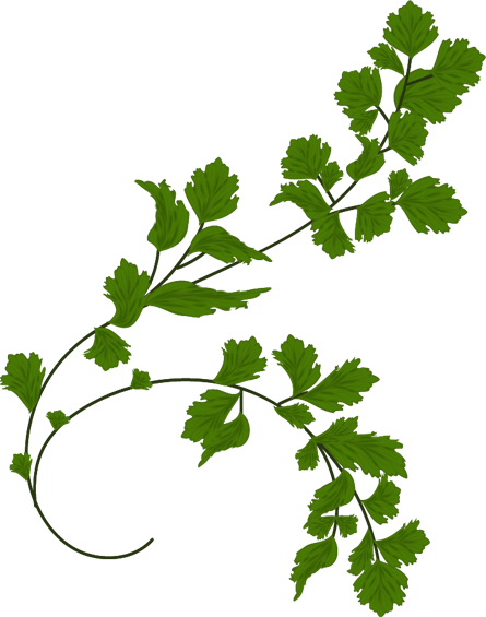 Vector Free Flowers Verdure Botanica Pinterest - Vector Free Flowers Verdure Botanica Pinterest (445x565)