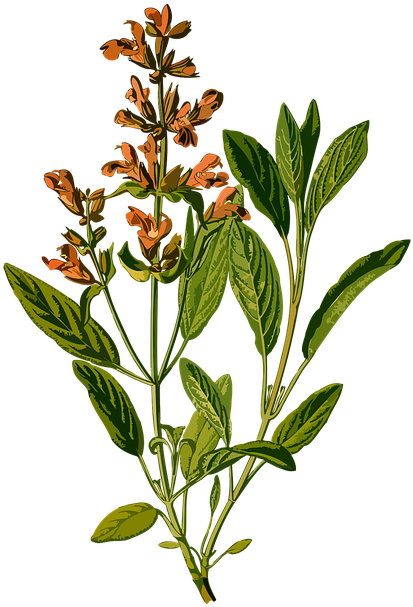 Branch, Common, Evergreen, Garden, Herb, Herbal - Salvia Officinalis Botanical (488x720)