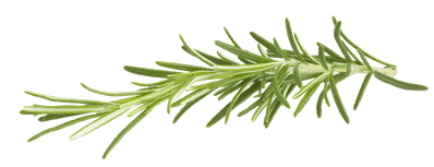 Rosemary Transparent Stickpng Png Transparent Background - Rosemary Png (400x400)
