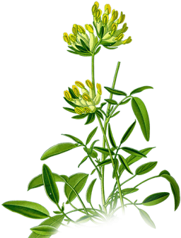 Part Of Herb - Anthyllis Png (480x414)