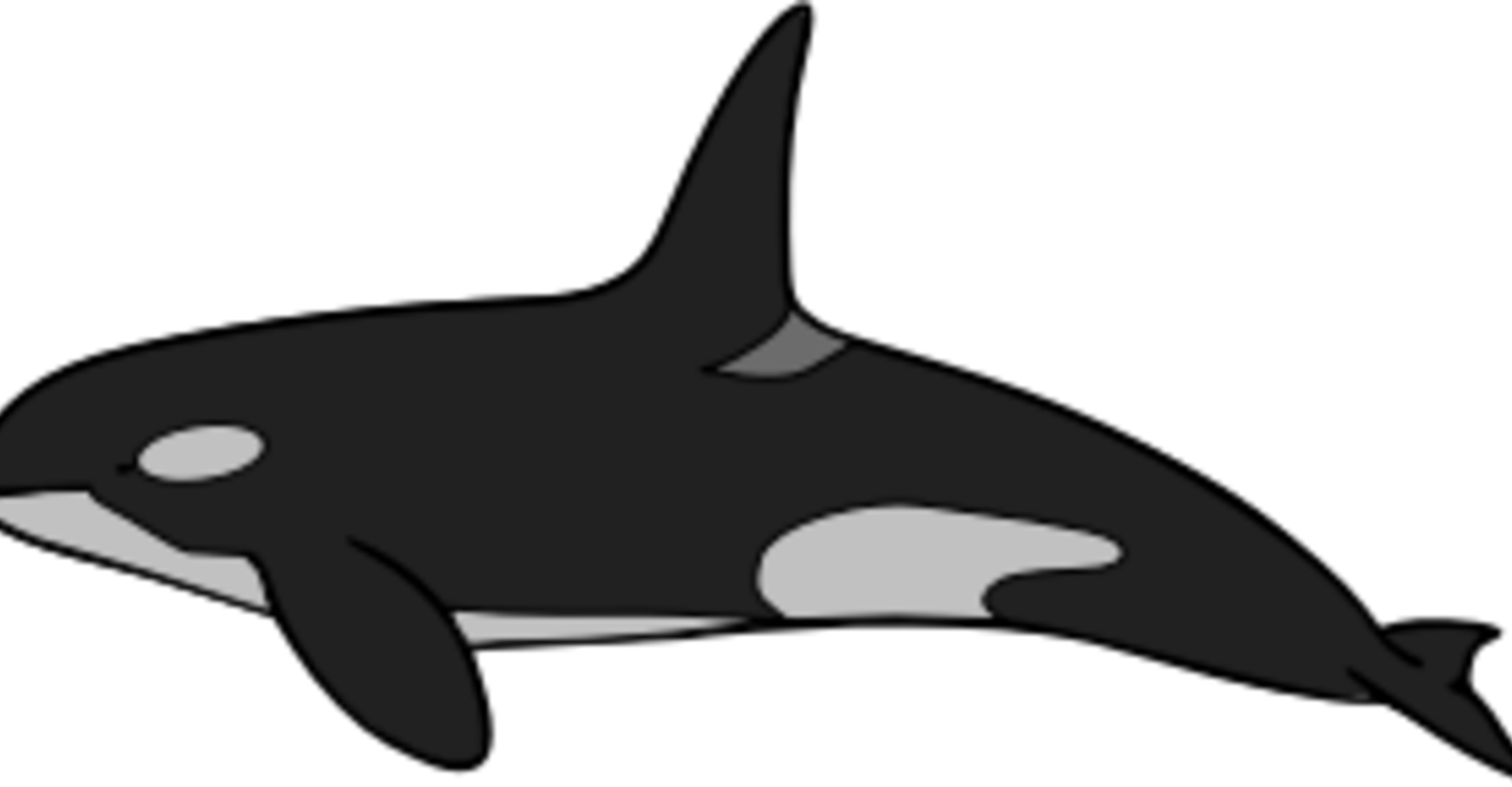 Frightening Shamu Clipart Whale Coloring Book Killer - Killer Whale (1440x750)