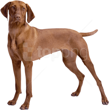 Free Png Download Brown Dog Clipart Png Photo Png Images - Brown Dog (481x493)