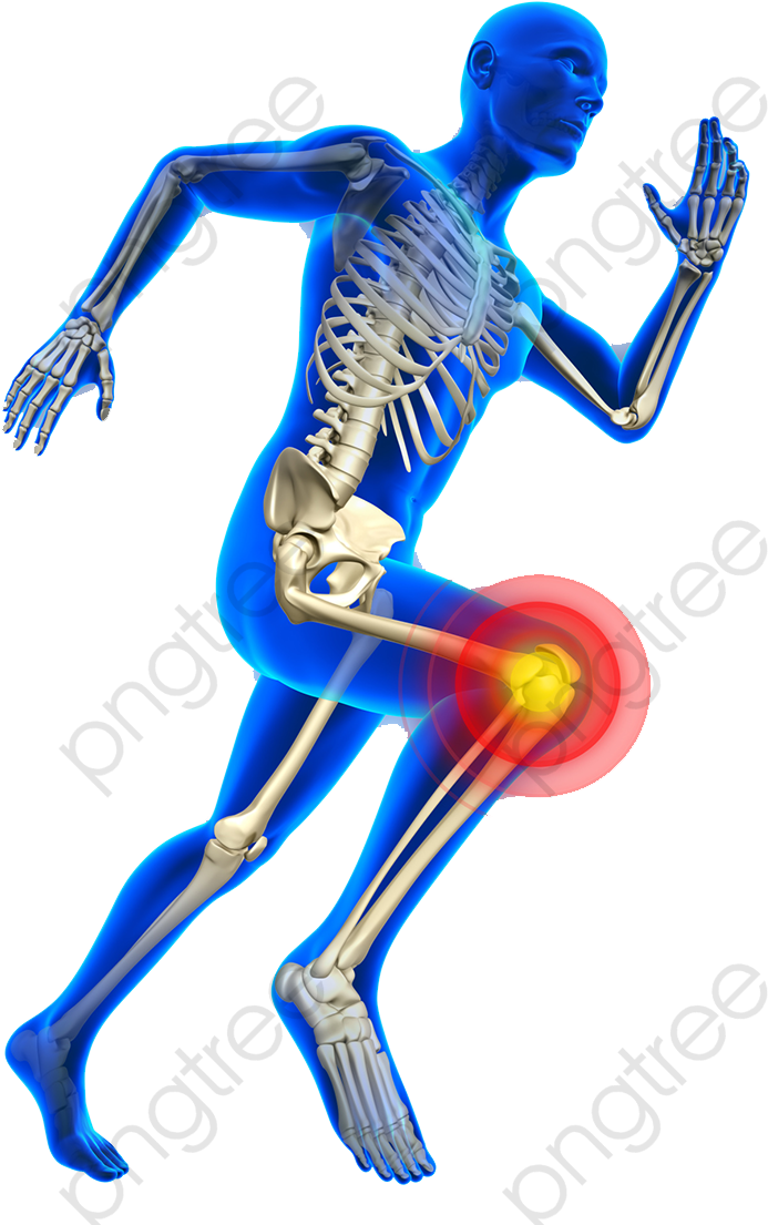 Human Knee Bones Png Clipart - Serviço De Ortopedia E Traumatologia (771x1111)