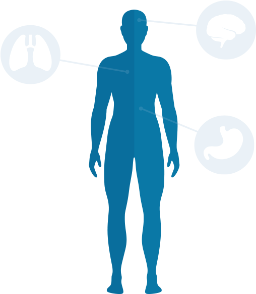 Body Download Png - Human Body Blue Png (524x600)