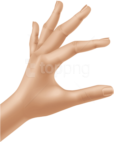 Free Png Download Hand Transparent Clipart Png Photo - Hand Clipart (480x604)