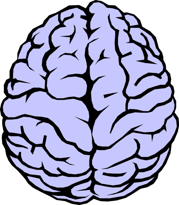 611 X 700 11 - Brain Clipart Transparent Background (611x700)