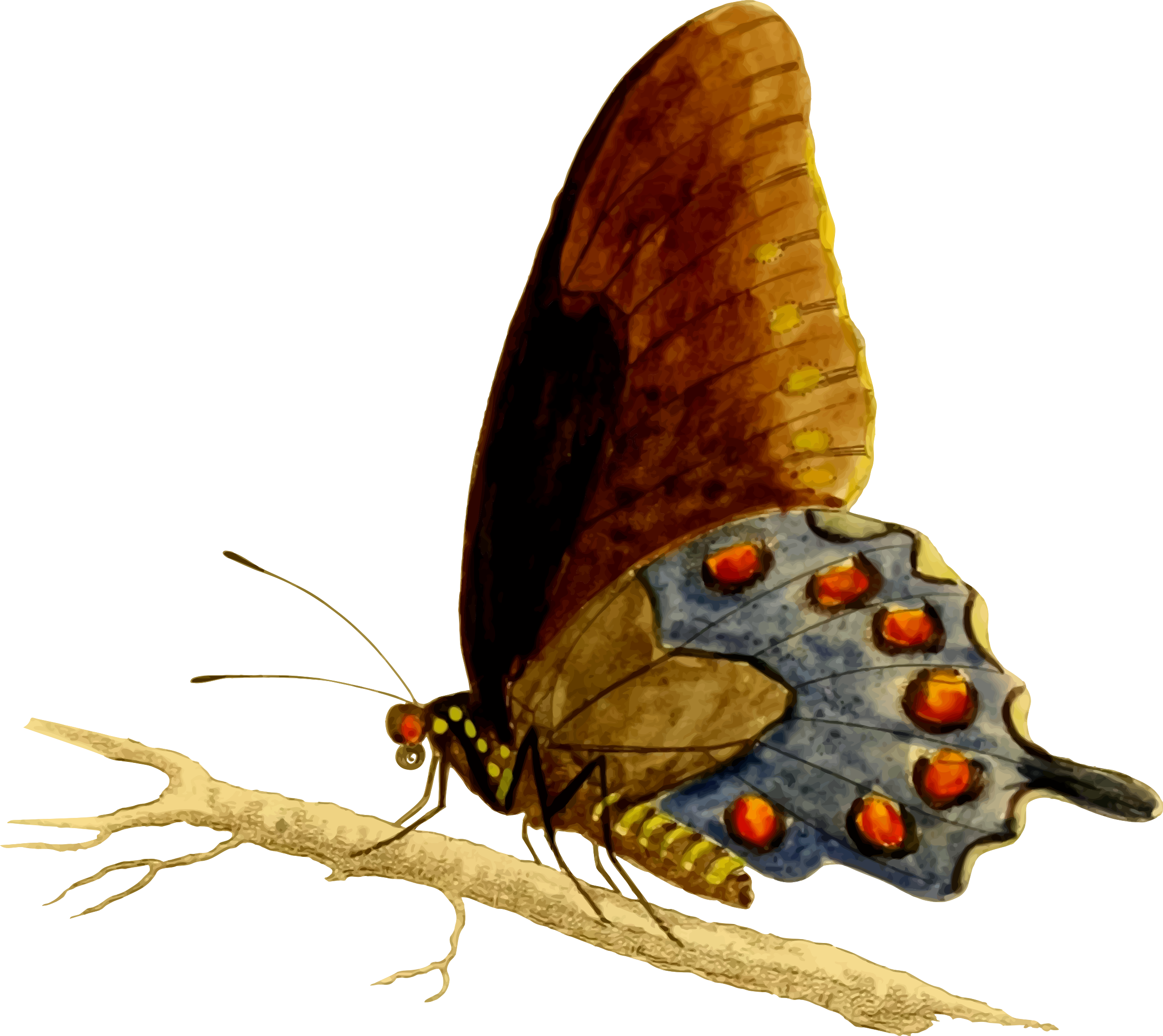 Pipevine Swallowtail Butterfly Vector Clipart Image - Apatura (2389x2128)