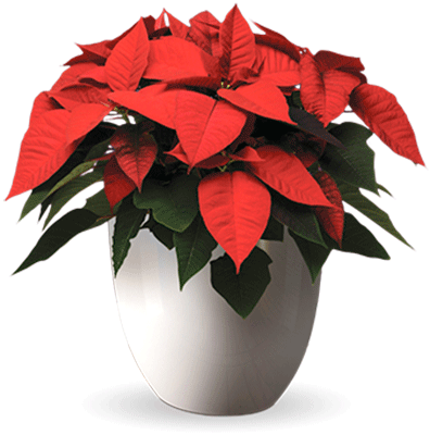 Free Poinsettias Cliparts Download Free Clip Art Free - Poinsettia Plant Png (396x400)