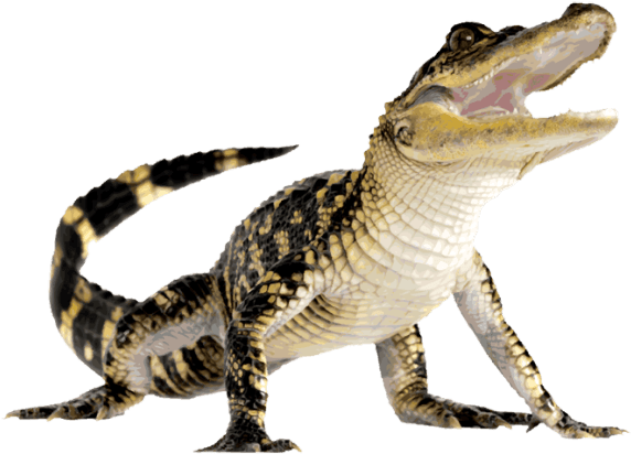 Slide Title - Alligator Png (640x454)