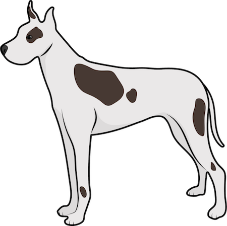 A White With Brown Great Dane Dog Standing - Old English Terrier (450x449)