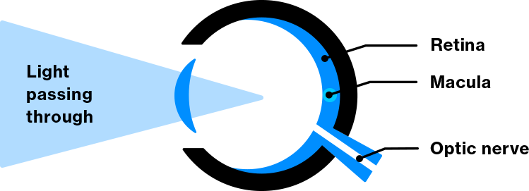 The Anatomy Of The Eye - The Anatomy Of The Eye (749x271)